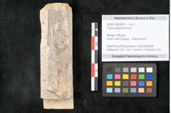 Foto (Objekt + Etikett) von Typha latissima Braun (NHMW-GEO-2024-0188-8090)